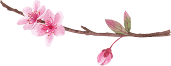 Pink Floral Flower Watercolor Element